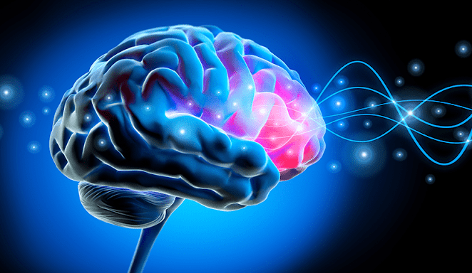 Molecular Architects of the Mind